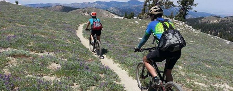 Wingnut on the trail in Tahoe